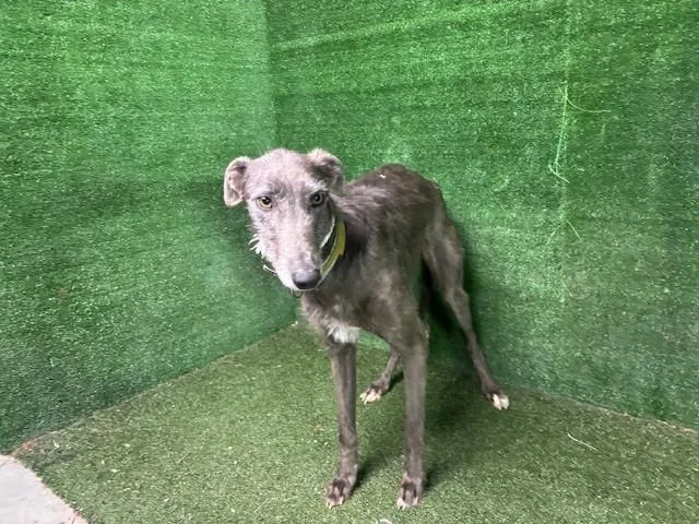 A young medium-sized female Greyhound dog named Fast Susan for adoption in Lancaster, CA