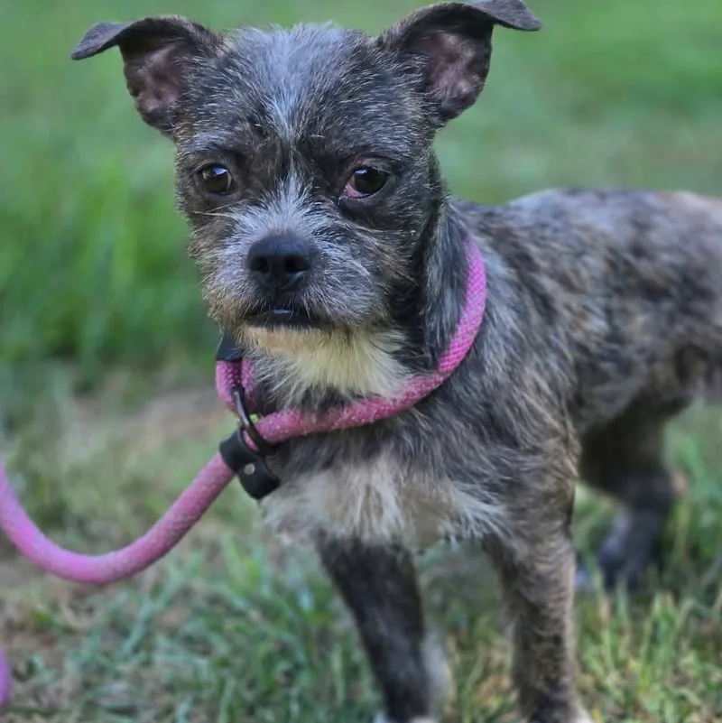 A young small-sized female French Bulldog dog named Tallulah for adoption in Tylertown, MS