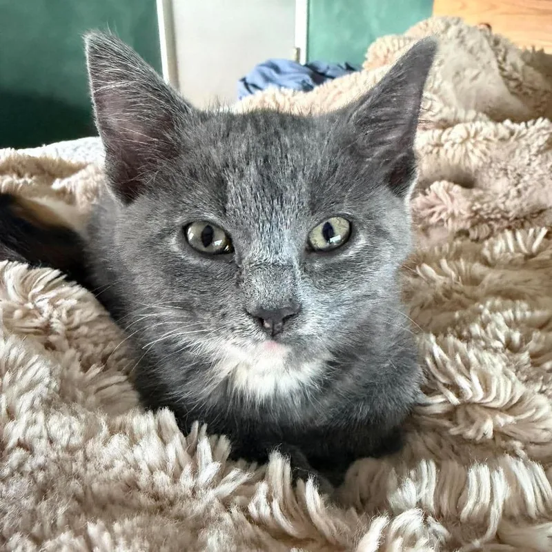 A baby small-sized female Gray / Blue / Silver Domestic Medium Hair cat named Pippen for adoption in DeKalb, IL