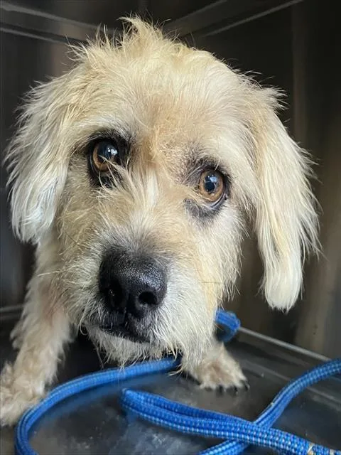 A senior small-sized female Mixed Breed dog named Asia for adoption in Dallas, TX