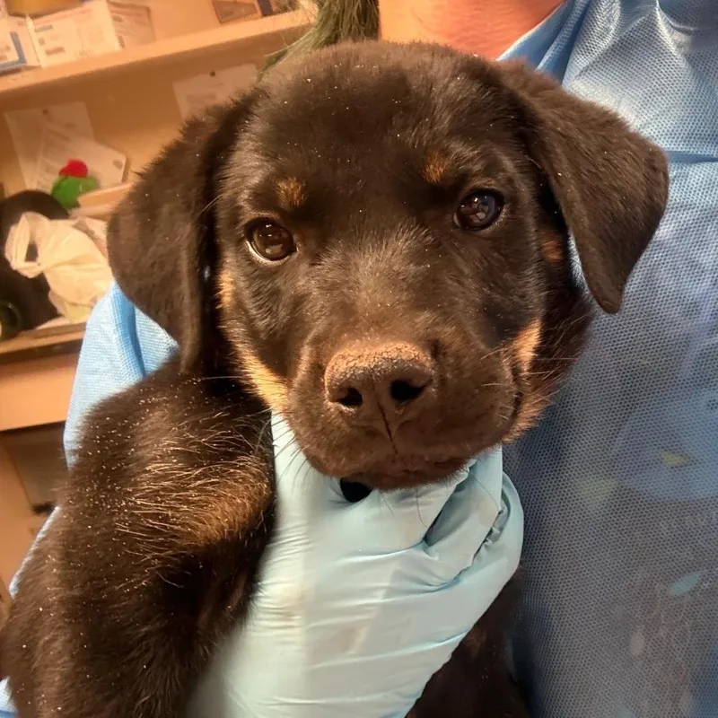A baby small-sized male Black Mixed Breed dog named Hall for adoption in Flagstaff, AZ