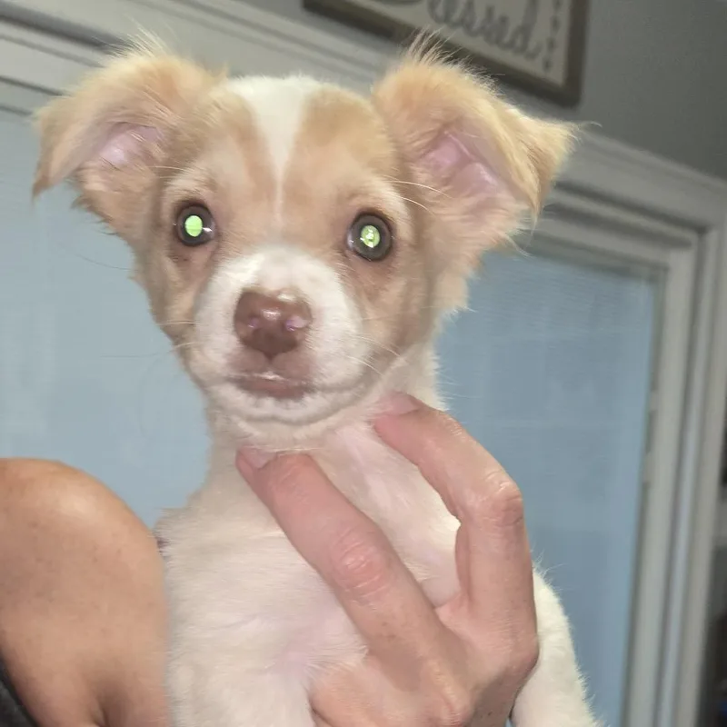A baby small-sized female Apricot / Beige Chihuahua dog named Ava for adoption in Montgomery, TX
