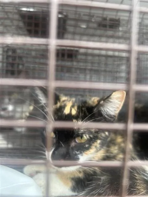 A young medium-sized female Domestic Short Hair cat named A for adoption in Houston, TX