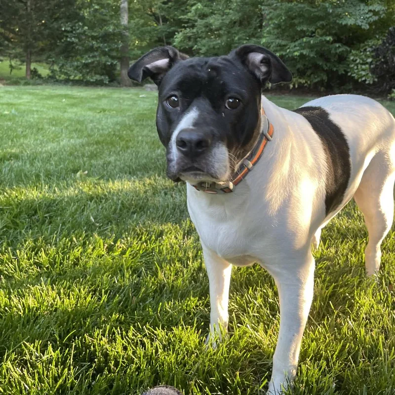 An adult large-sized female White / Cream Mixed Breed dog named Beatrice for adoption in Winston-Salem, NC