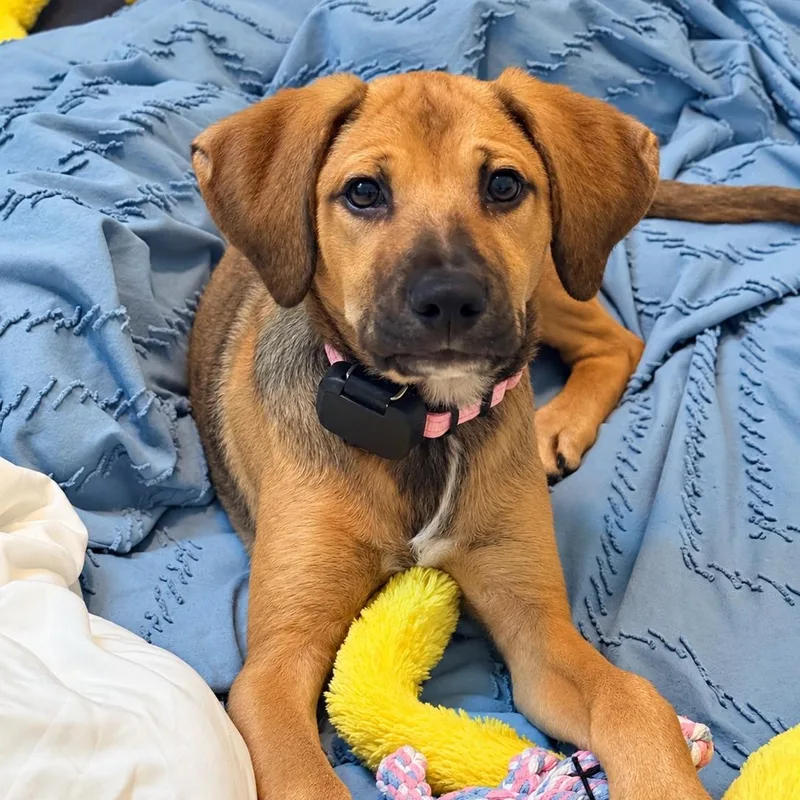 A baby medium-sized male Yellow / Tan / Blond / Fawn Labrador Retriever dog named Beetlejuice for adoption in Baldwin, MD