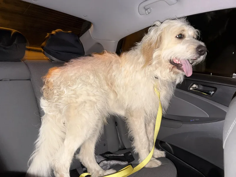 A young extra large-sized male Great Pyrenees dog named Biscuit for adoption in Toms River, NJ