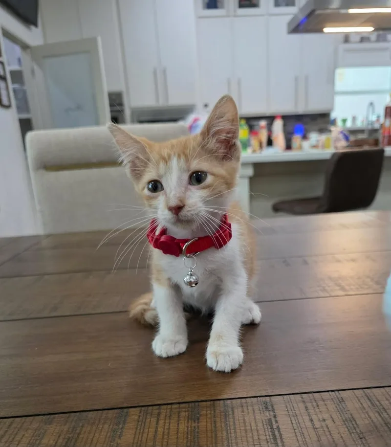 A baby large-sized male Orange & White Domestic Short Hair cat named Perry for adoption in Gregory, TX