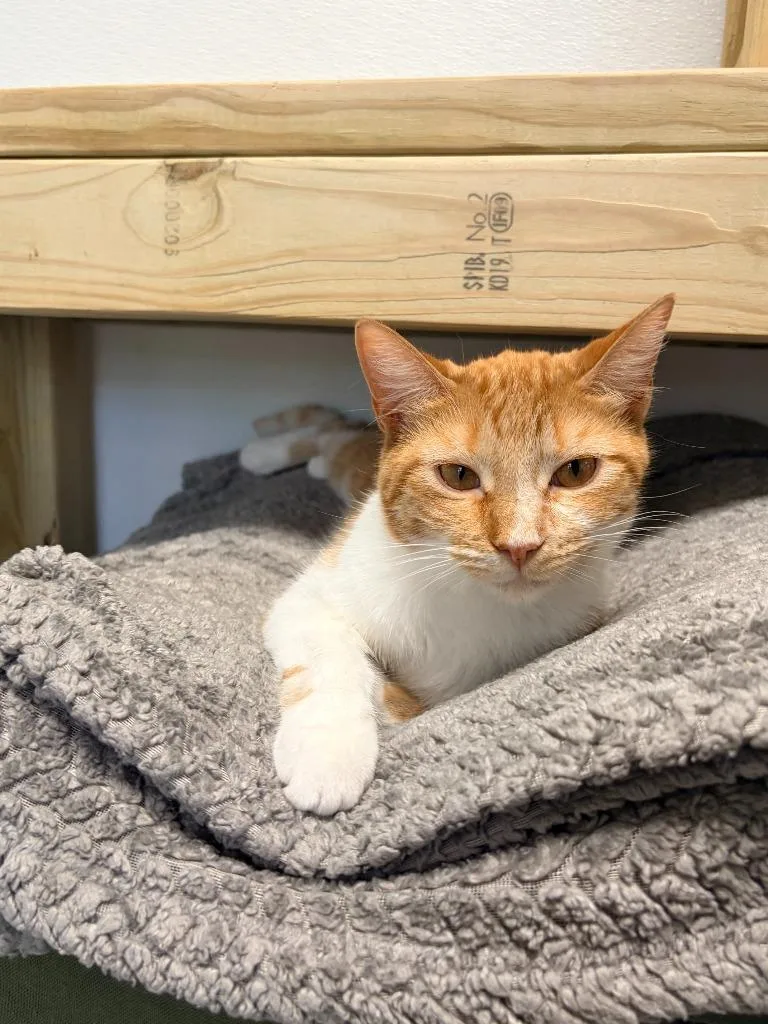 A young medium-sized female Domestic Short Hair cat named Carmella for adoption in Batesville, AR