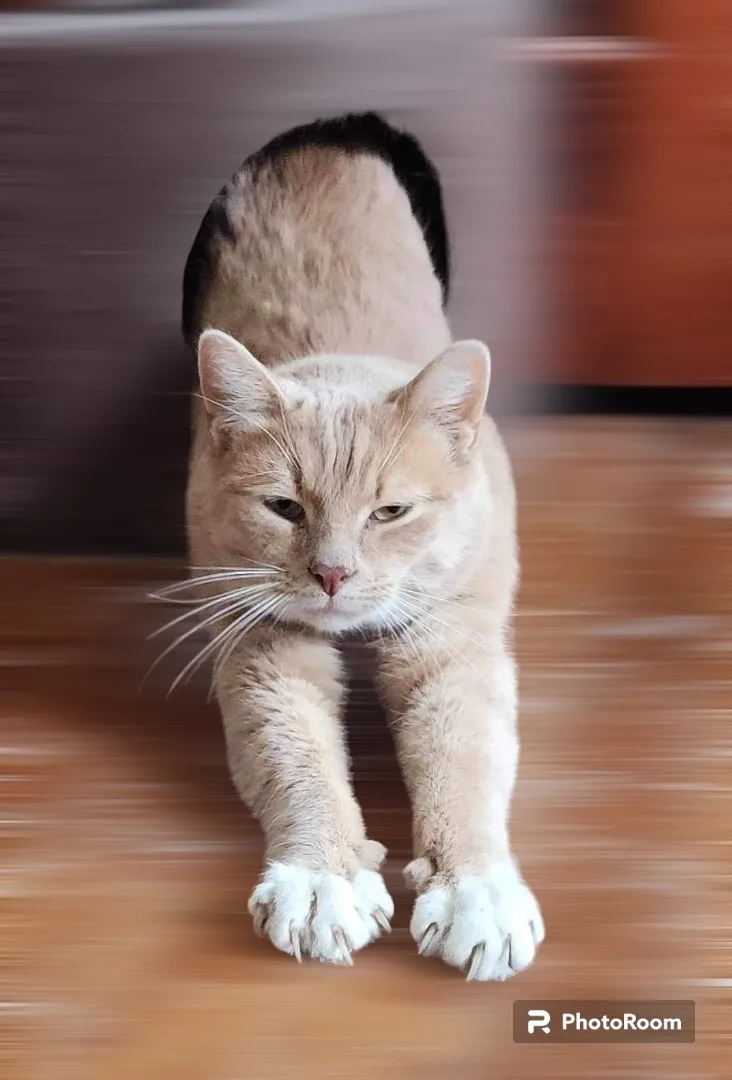 A young medium-sized male Domestic Short Hair cat named Bo for adoption in Lacona, NY