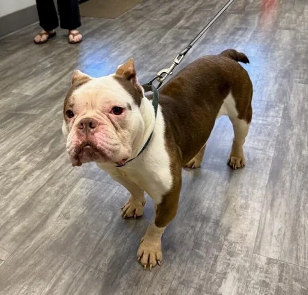 An adult medium-sized male English Bulldog dog named Moose for adoption in Dallas, GA