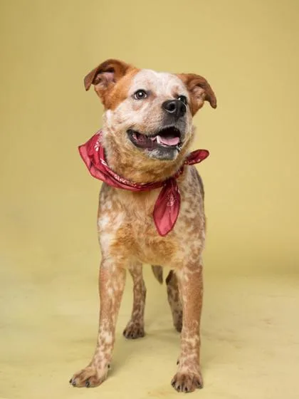 An adult medium-sized male Mixed Breed dog named Royal for adoption in Atlanta, GA