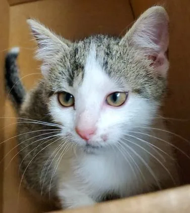 An adult small-sized male Domestic Short Hair cat named Theo James for adoption in Fishers, IN