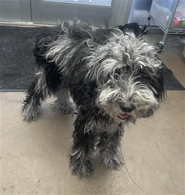 A young medium-sized female Mixed Breed dog named Millie for adoption in Dallas, TX