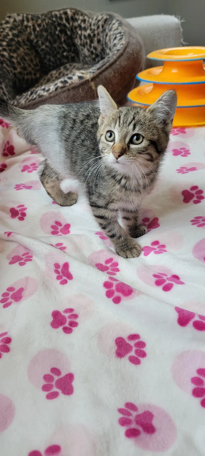 A baby medium-sized male Domestic Short Hair cat named Hoppin Howie for adoption in Wyandotte, MI