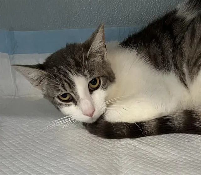 An adult small-sized male Domestic Short Hair cat named Cheeto for adoption in Westminster, MD