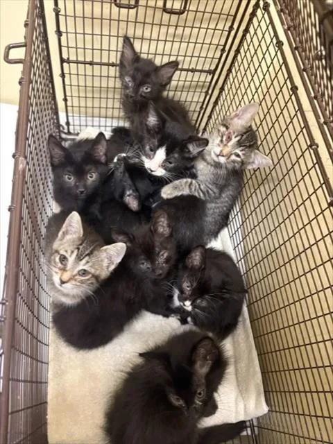 A baby small-sized female Domestic Short Hair cat named Andama for adoption in Tustin, CA