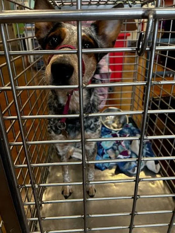 An adult medium-sized female Australian Cattle Dog / Blue Heeler dog named Kaya for adoption in Austin, TX