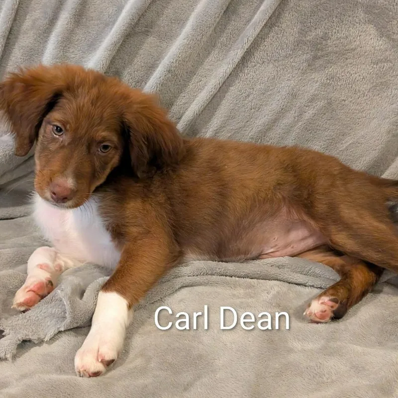 Carl Dean
