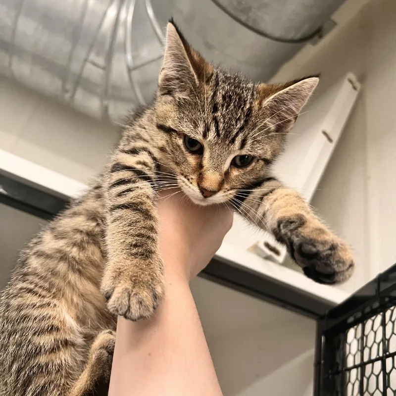 A baby small-sized male Brown / Chocolate Domestic Short Hair cat named Bart for adoption in Albert Lea, MN