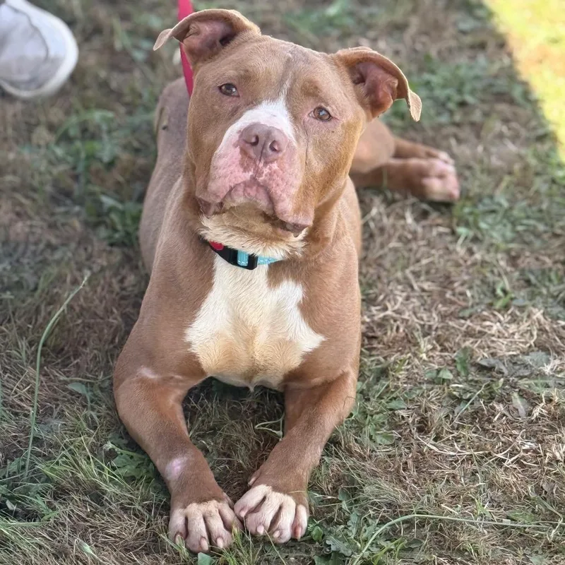 An adult medium-sized female Yellow / Tan / Blond / Fawn Mixed Breed dog named Baby for adoption in Bennettsville, SC