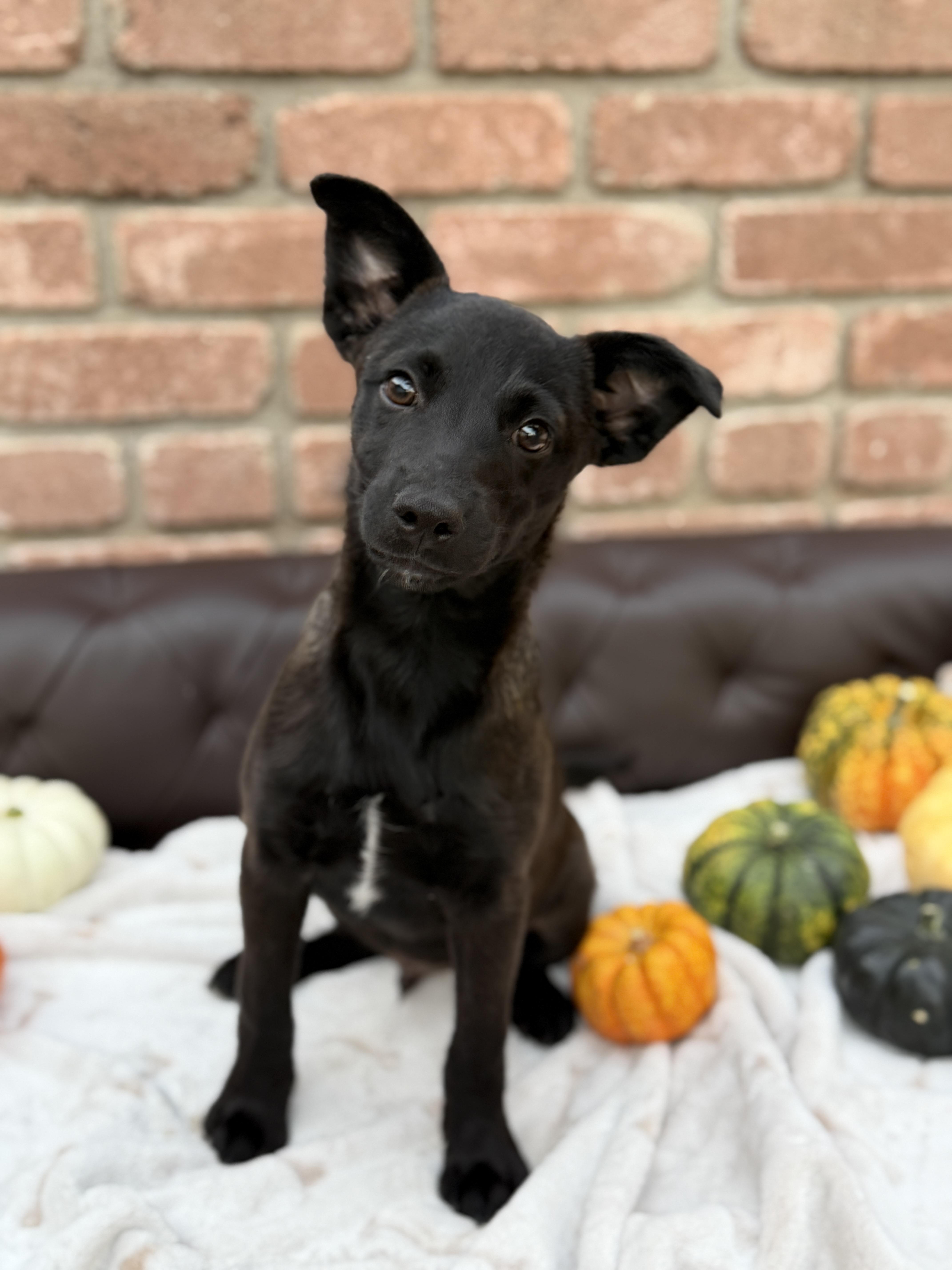 A baby medium-sized male German Shepherd Dog dog named Harold for adoption in San Diego, CA