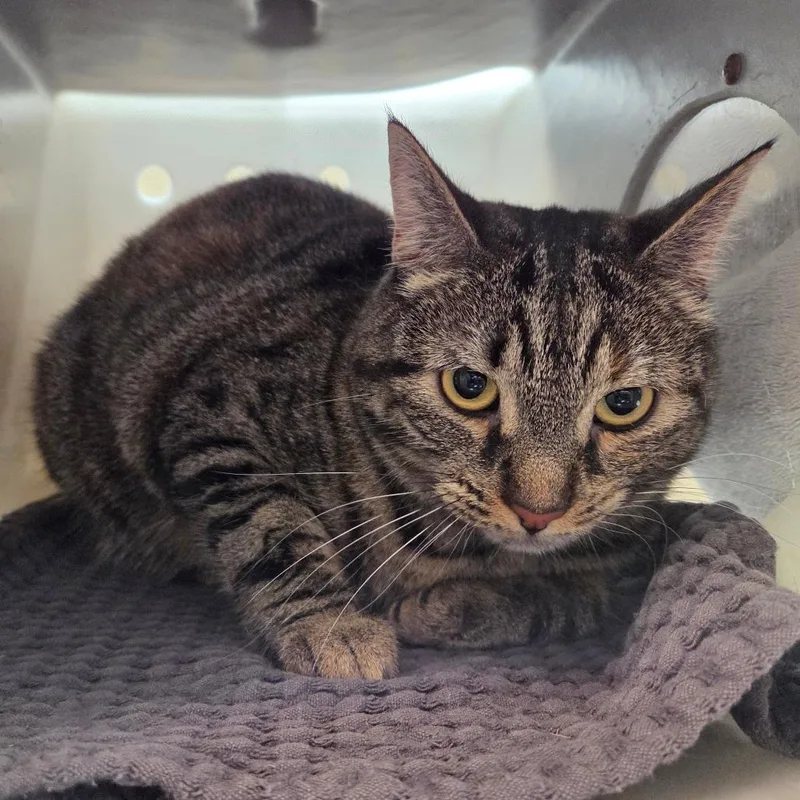 An adult medium-sized female Brown / Chocolate Domestic Short Hair cat named Dakota for adoption in Pasadena, CA
