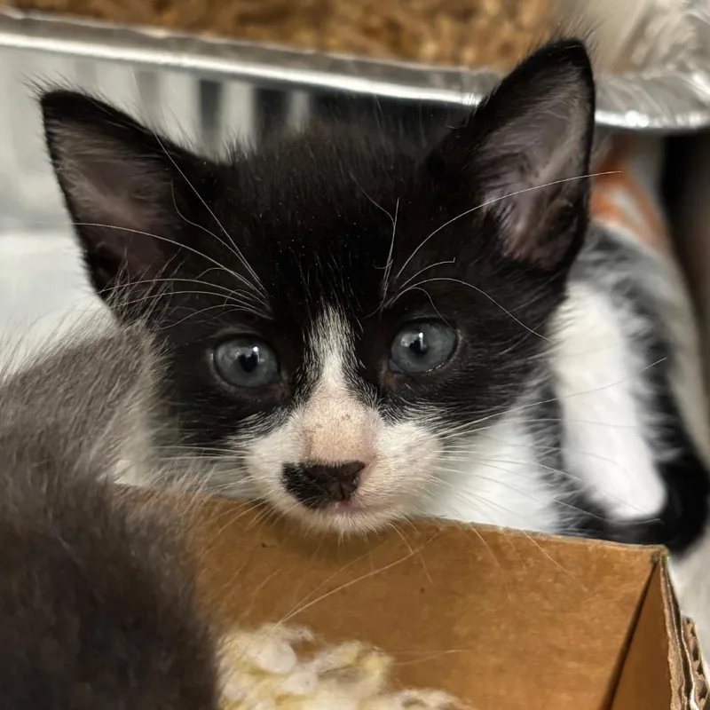 A baby small-sized male Domestic Short Hair cat named McQueen for adoption in West Palm Beach, FL