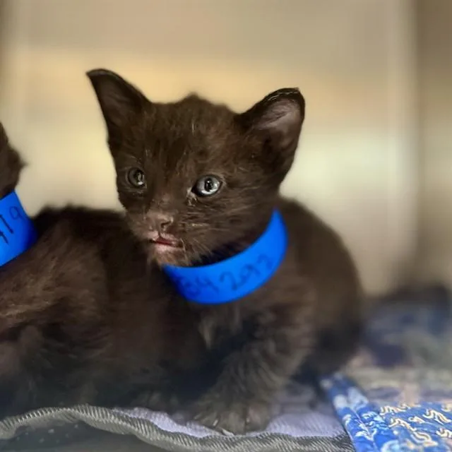 A baby small-sized male Domestic Short Hair cat named Ryan for adoption in Riverside, CA
