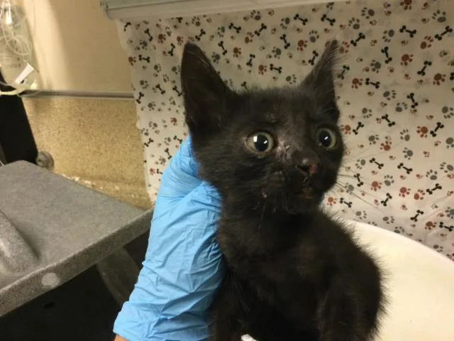 A baby small-sized male Domestic Short Hair cat named Paw Patrol for adoption in Riverside, CA