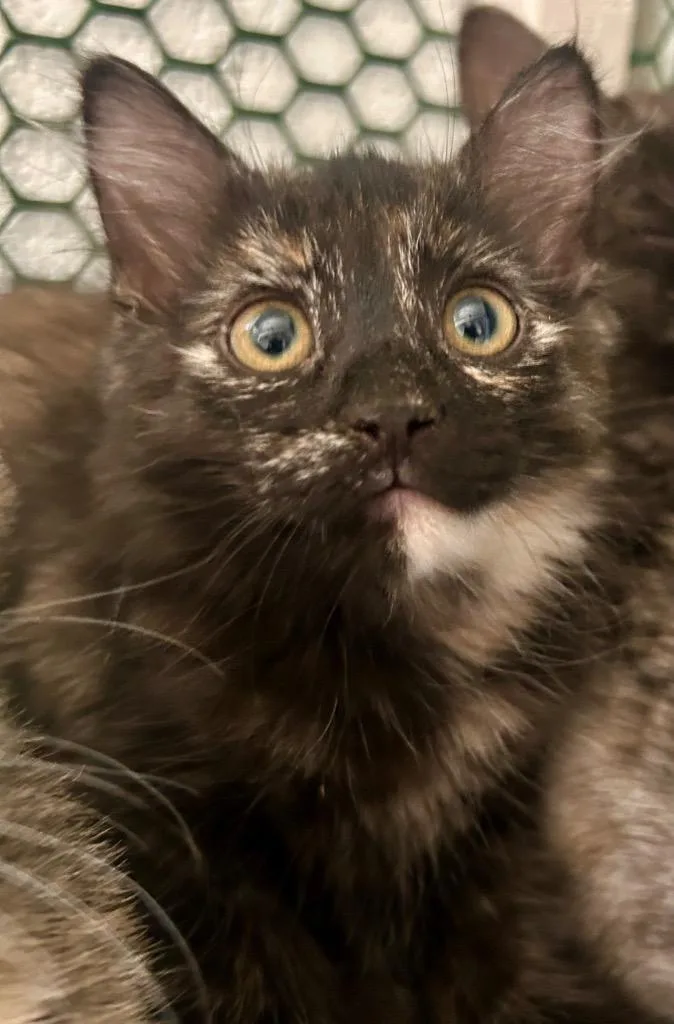 A baby small-sized female Domestic Short Hair cat named Torbatta for adoption in Cottonwood, AZ