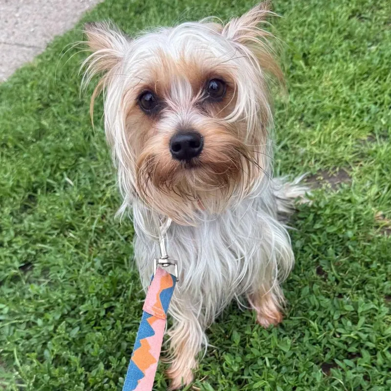 A young small-sized female Yorkshire Terrier dog named Millie for adoption in Alma, MI