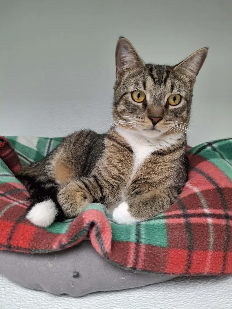 Rollie And Pollie thumbnail 2