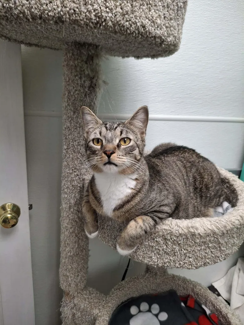 Rollie And Pollie thumbnail 3