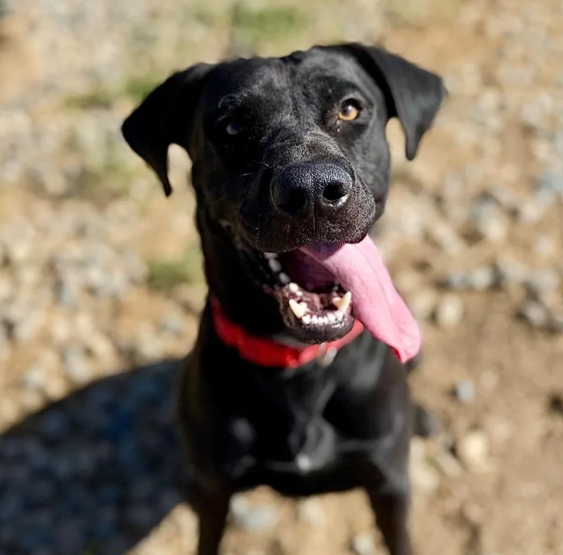 A young large-sized male Labrador Retriever dog named KitKat for adoption in Tehachapi, CA