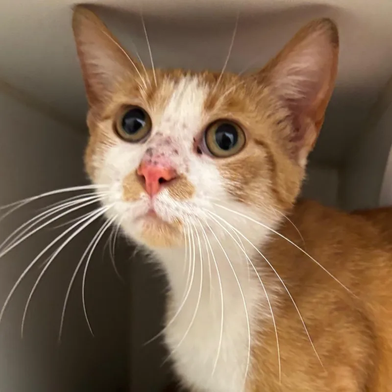 A young medium-sized male Orange / Red Domestic Short Hair cat named Starfish for adoption in Naperville, IL