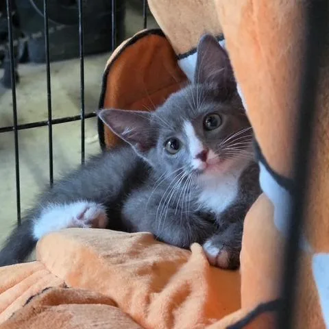Millie
