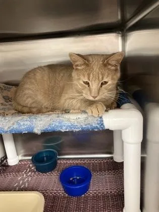 An adult medium-sized male Domestic Short Hair cat named Cheeto for adoption in Fergus Falls, MN