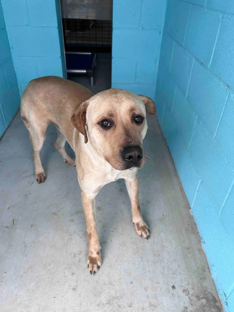 A young large-sized male Mastiff dog named Blondie for adoption in Glen Rose, TX