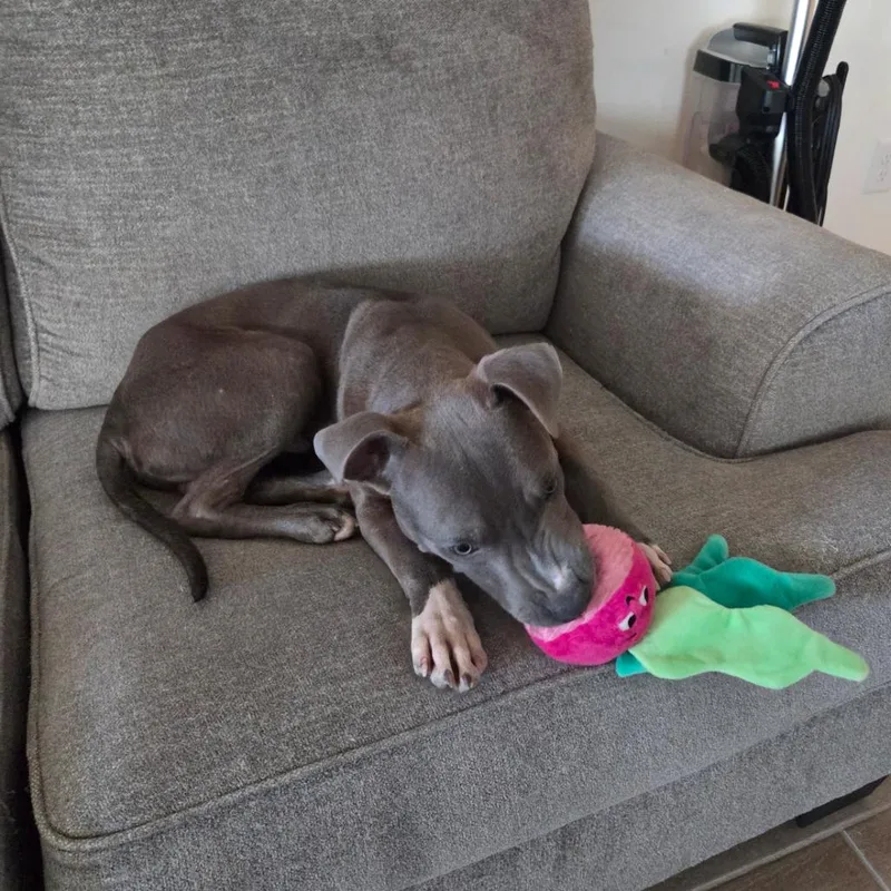 A young medium-sized male Gray / Blue / Silver Pit Bull Terrier dog named Kuzko for adoption in Apache Junction, AZ