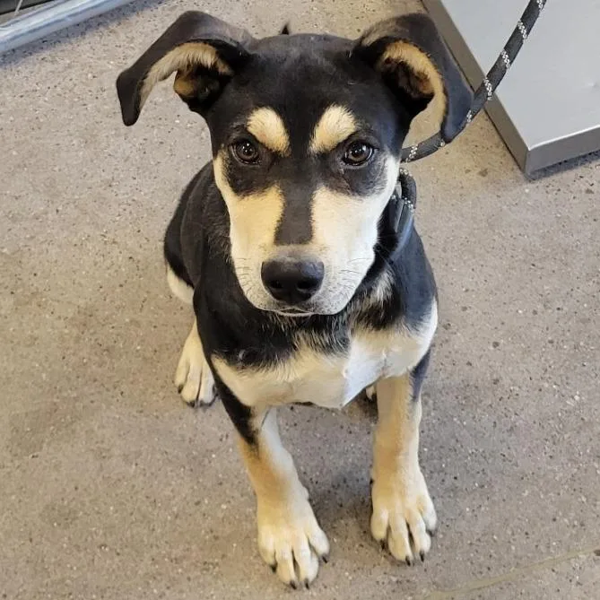 A young medium-sized male Black Mixed Breed dog named Skeeter for adoption in Las Cruces, NM