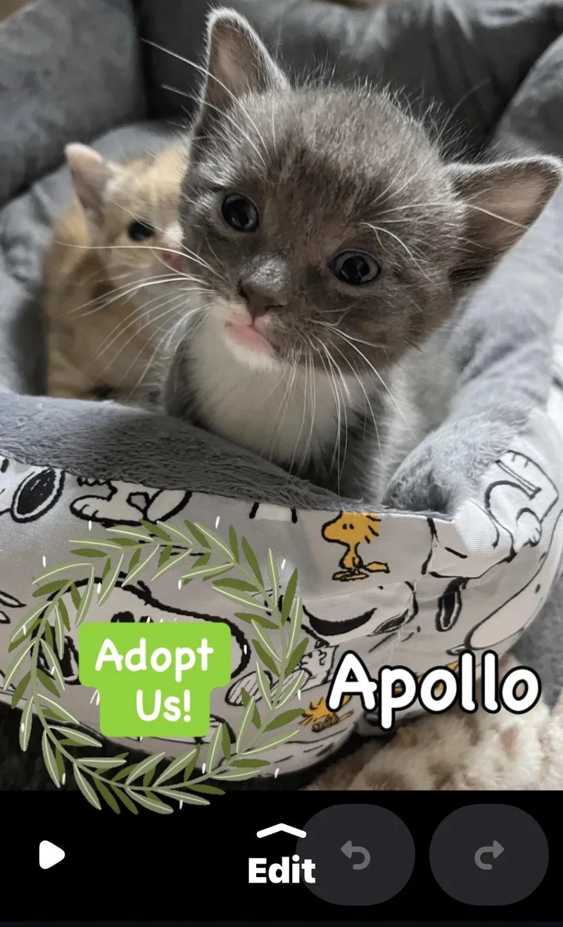 A baby small-sized male Gray & White Domestic Short Hair cat named Apollo for adoption in Syosset, NY