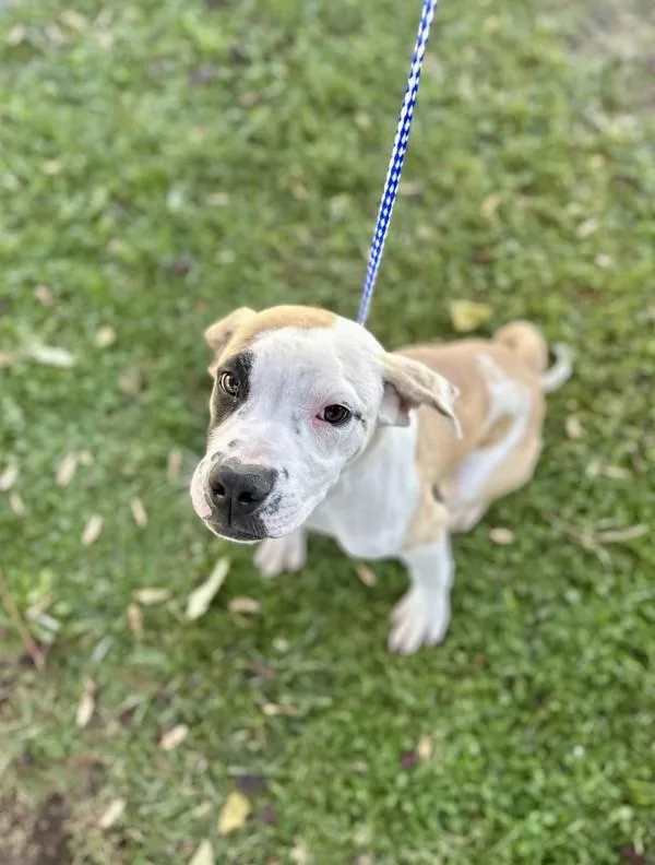 A baby medium-sized male Pit Bull Terrier dog named Joey for adoption in Victorville, CA