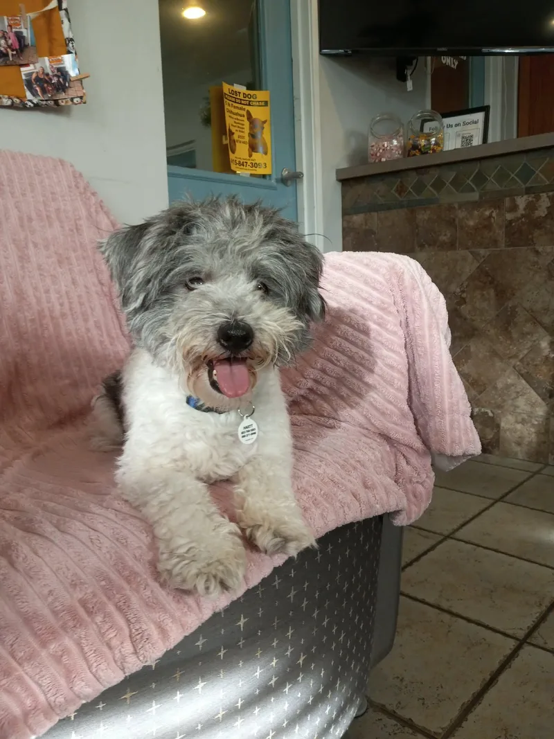 A young small-sized female White / Cream Miniature Poodle dog named Starburst for adoption in Phoenix, AZ