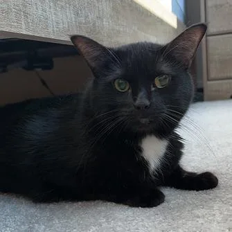 An adult large-sized female Black Domestic Short Hair cat named Layla for adoption in Waxhaw, NC
