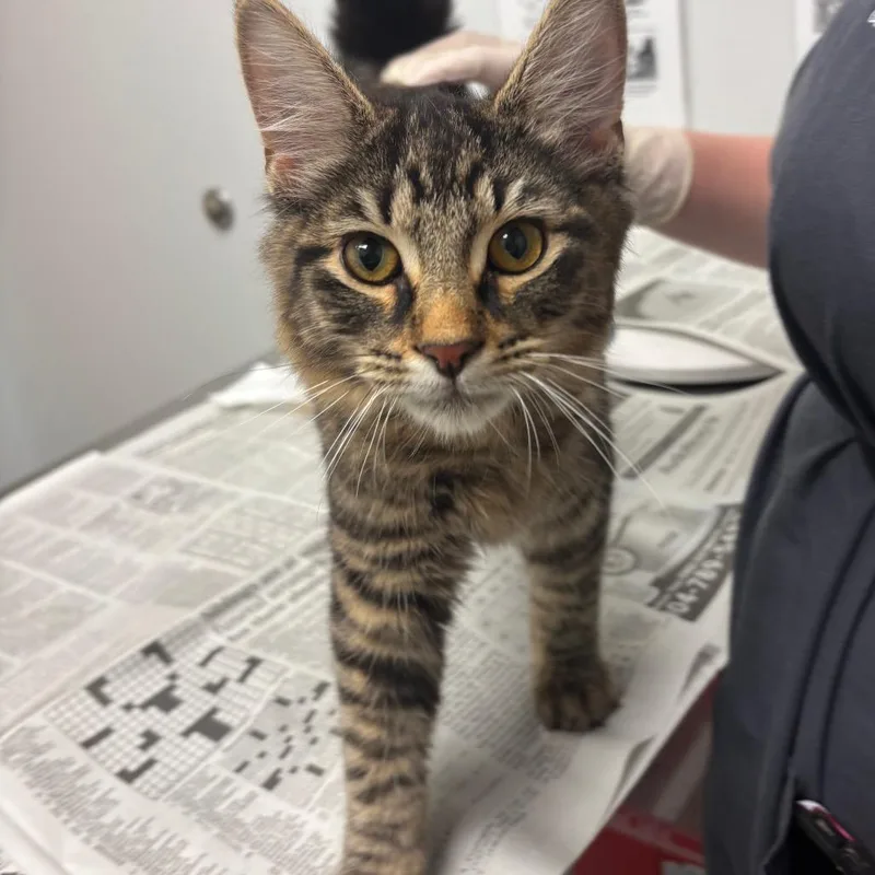 A young small-sized male Brown / Chocolate Domestic Medium Hair cat named Edgar for adoption in Jacksonville, FL