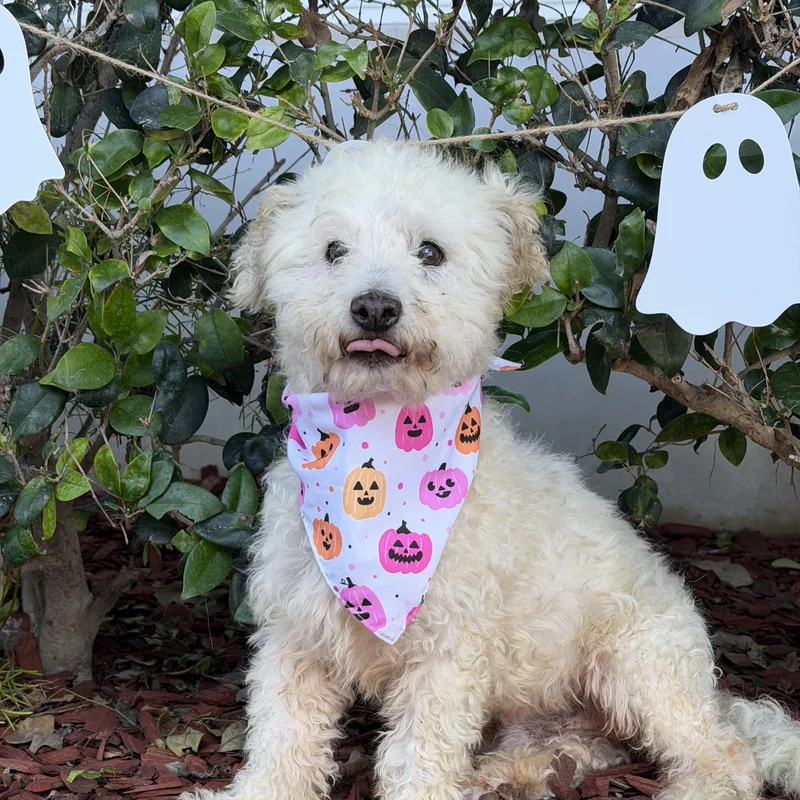 A young small-sized male White / Cream Poodle (Toy) dog named Odi for adoption in South El Monte, CA