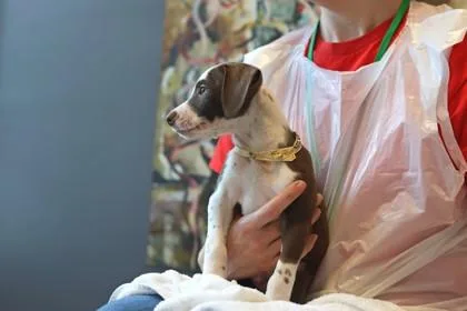 A baby medium-sized male Mixed Breed dog named Gordo FKA Garbo for adoption in West Chester, PA