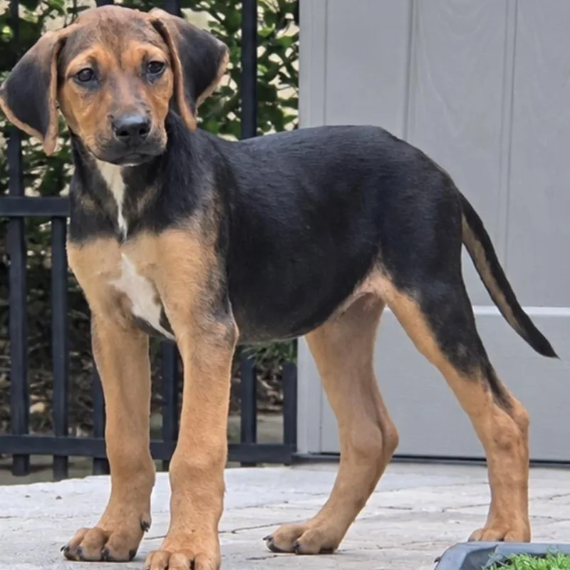 A young medium-sized male Black and Tan Coonhound dog named Ducky for adoption in Calabash, NC