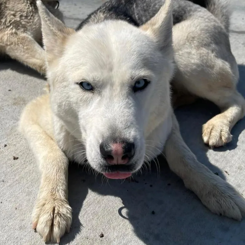 An adult medium-sized female White / Cream Husky dog named Lollie for adoption in Eufaula, OK