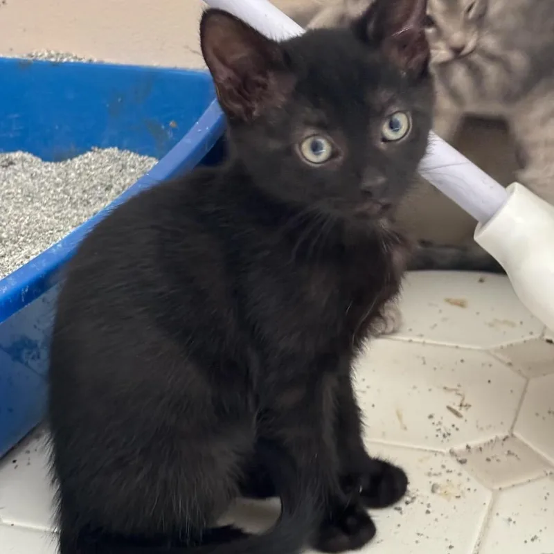 A baby small-sized female Black Domestic Short Hair cat named Mutsu for adoption in Bensalem, PA
